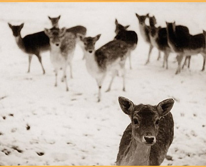 inspiration friday image from tumblr of a baby deer standing in the snow