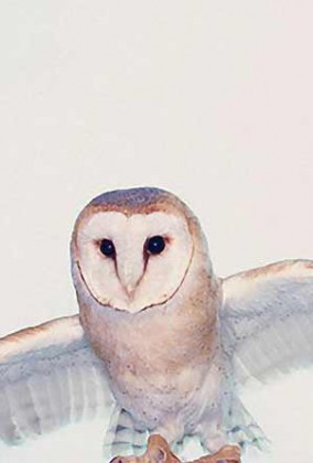 Big white blue and Orange Owl flying for igor and andre Inspiration friday