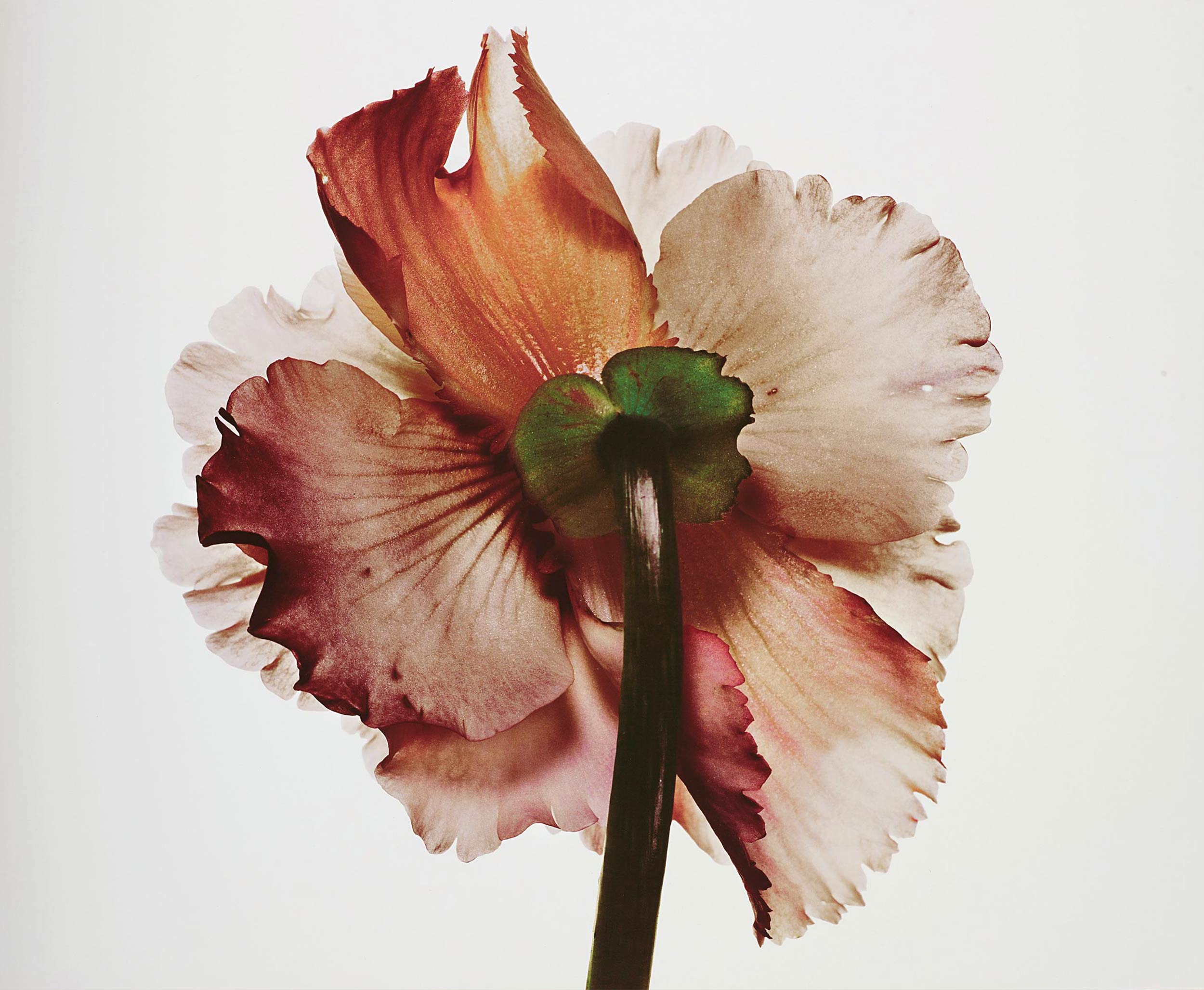 Flowers by Irving Penn